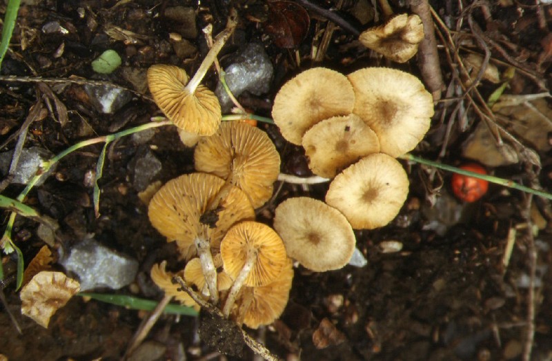 Funghi gregari....